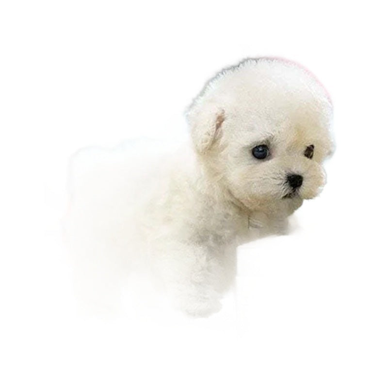 Robot Valp (Hund)